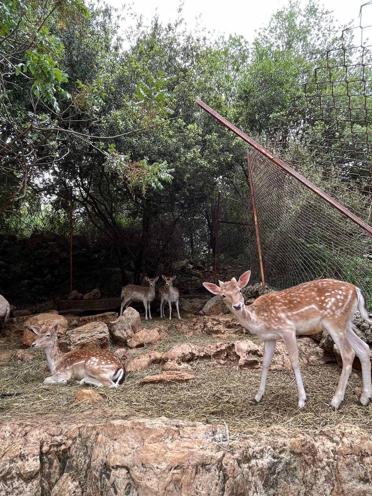 Animal Encounter