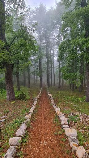 Aazr Forest