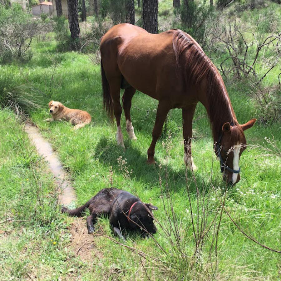 Cedars Horse Riding Club