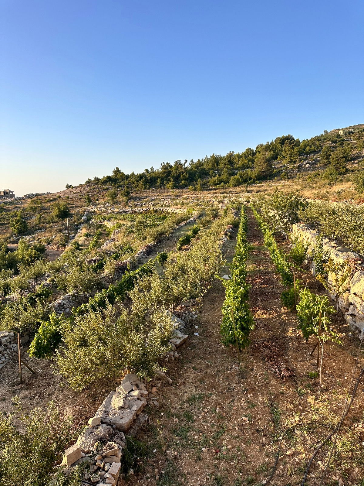 Traditional Guesthouse – Baadaran, Chouf