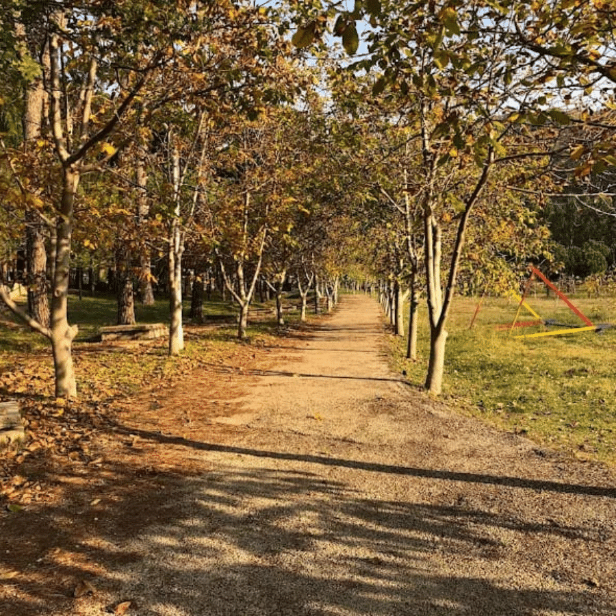 Chbanieh Forest