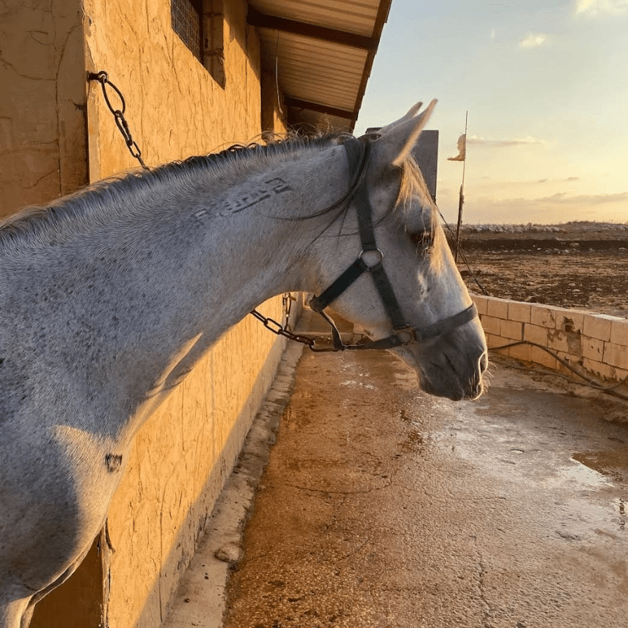 Al Adeyyat Horse Club