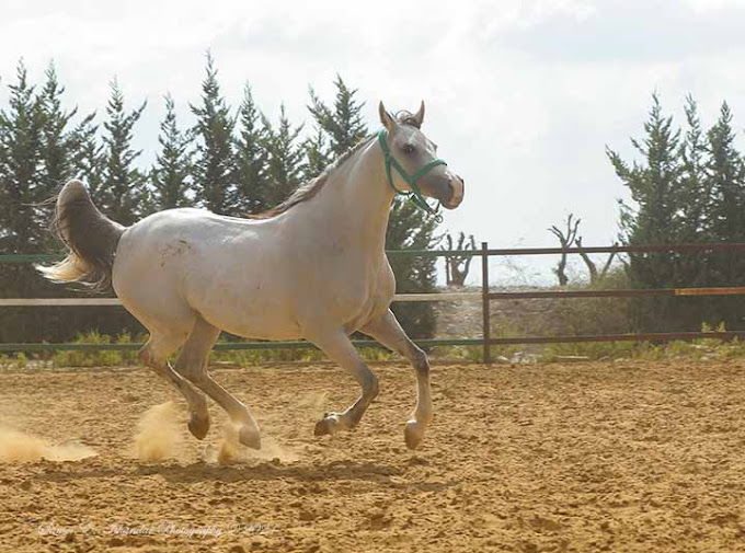 Cavallino Horse Riding Club – Jezzine