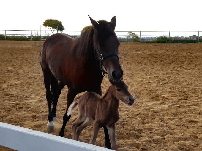 Cavallino Horse Riding Club – Jezzine