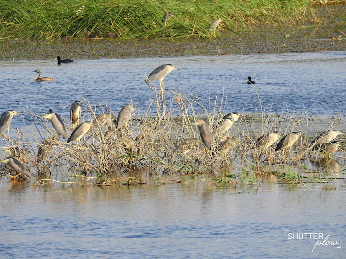 Ammiq Wetlands