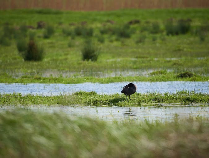 Ammiq Wetlands