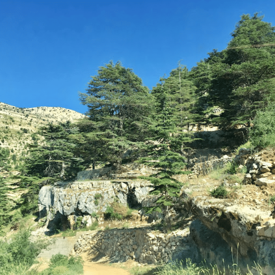 Karm El Mohr Cedar Forest