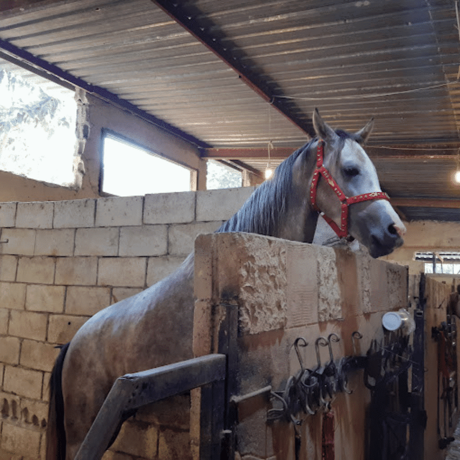 Zefta Horse Riding Club