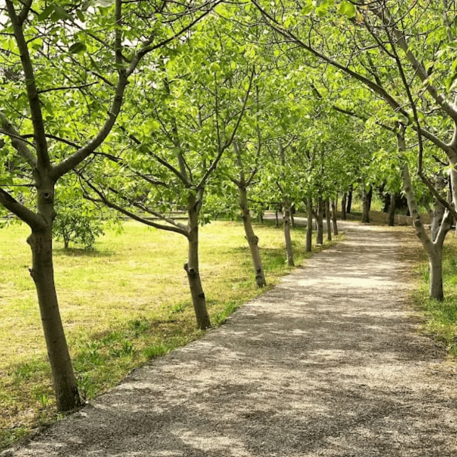 Chbanieh Forest