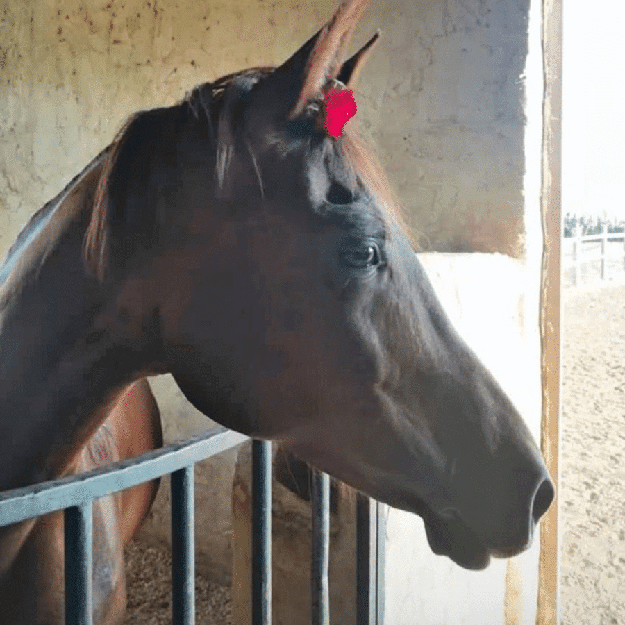 Al Adeyyat Horse Club