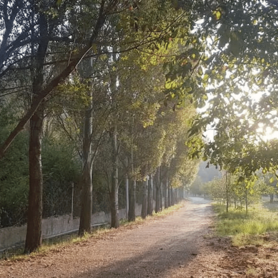 Chbanieh Forest