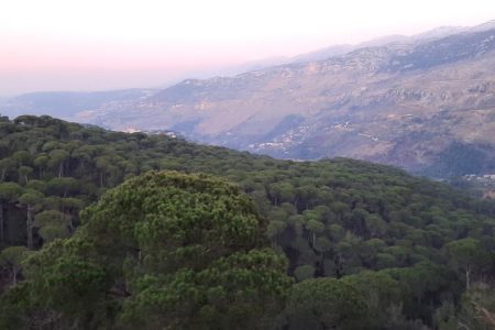 Incredible view Bkassine Forest