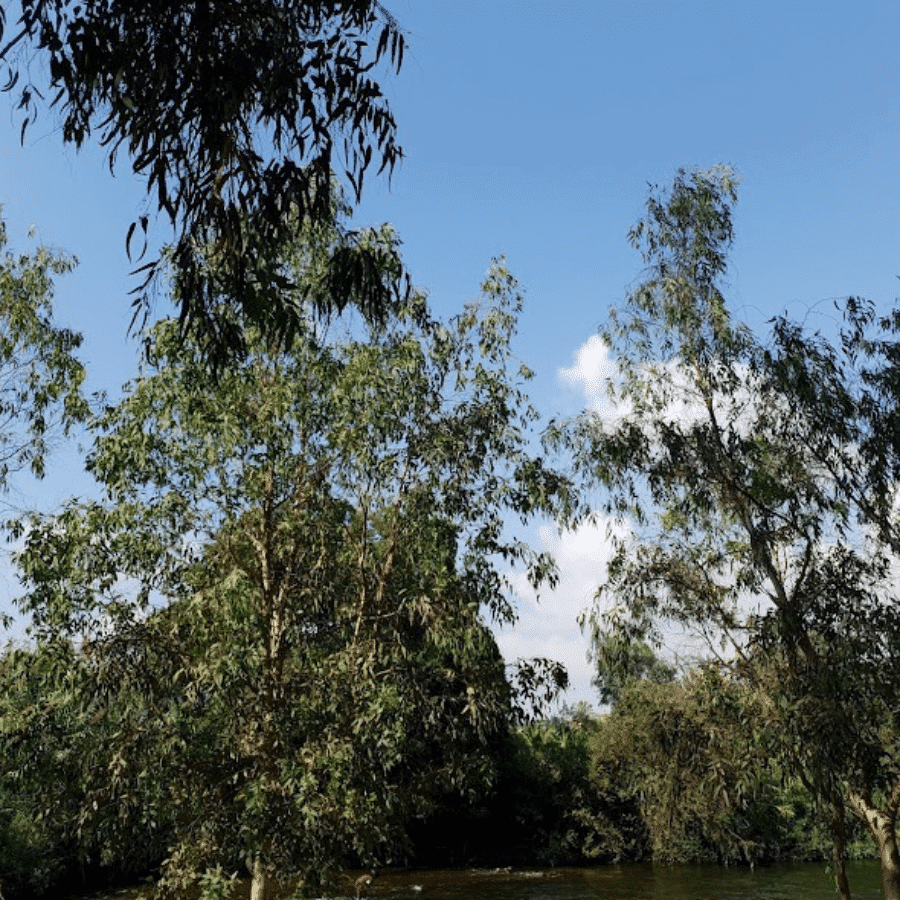 Sidon Municipality Park