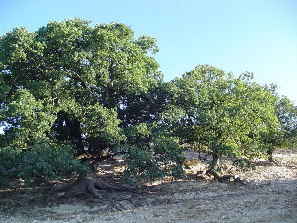 Jabal al Rihane Biosphere Reserve