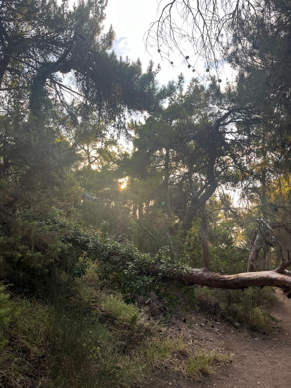 Horsh Ehden Nature Reserve