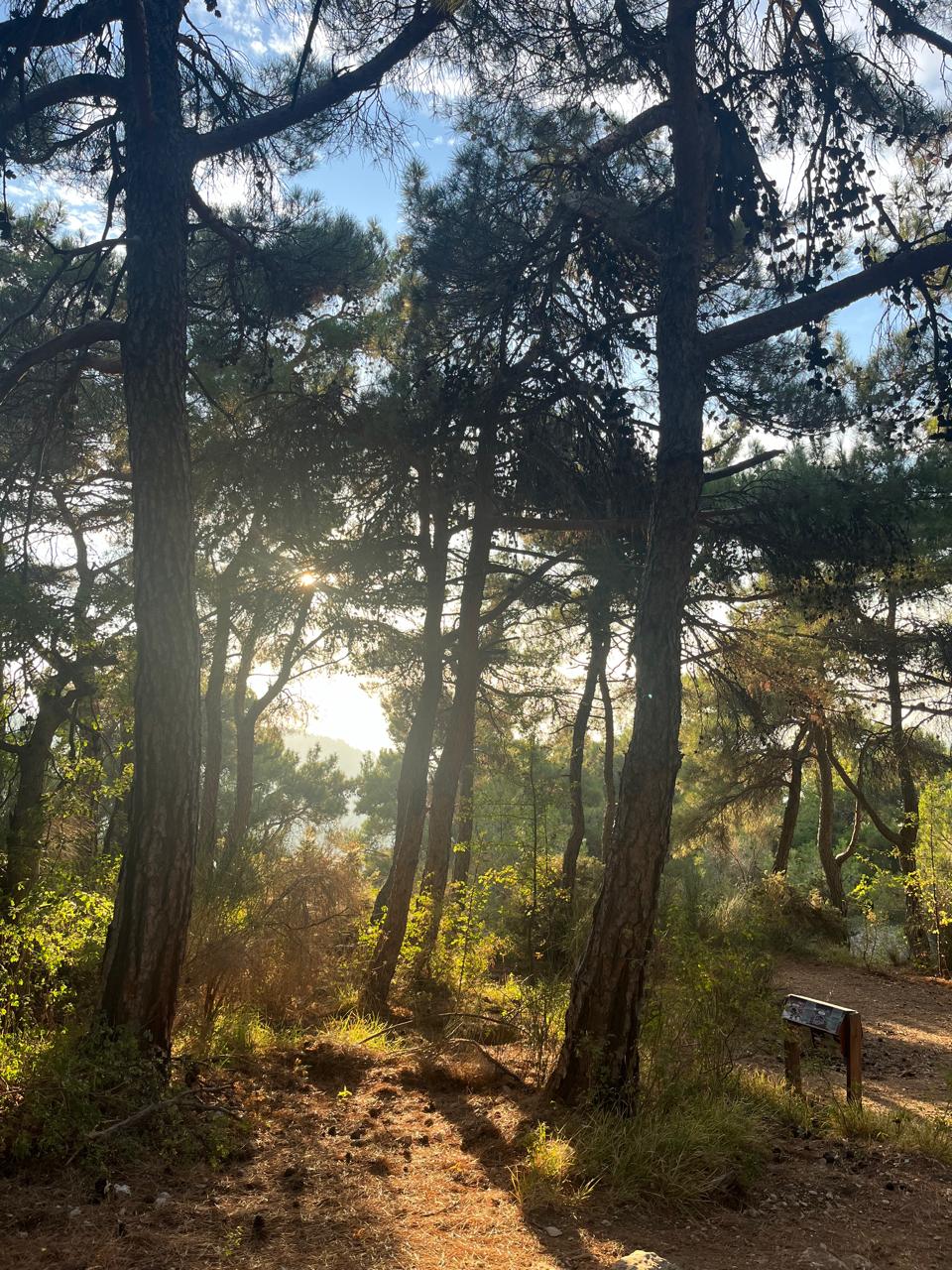 Horsh Ehden Nature Reserve