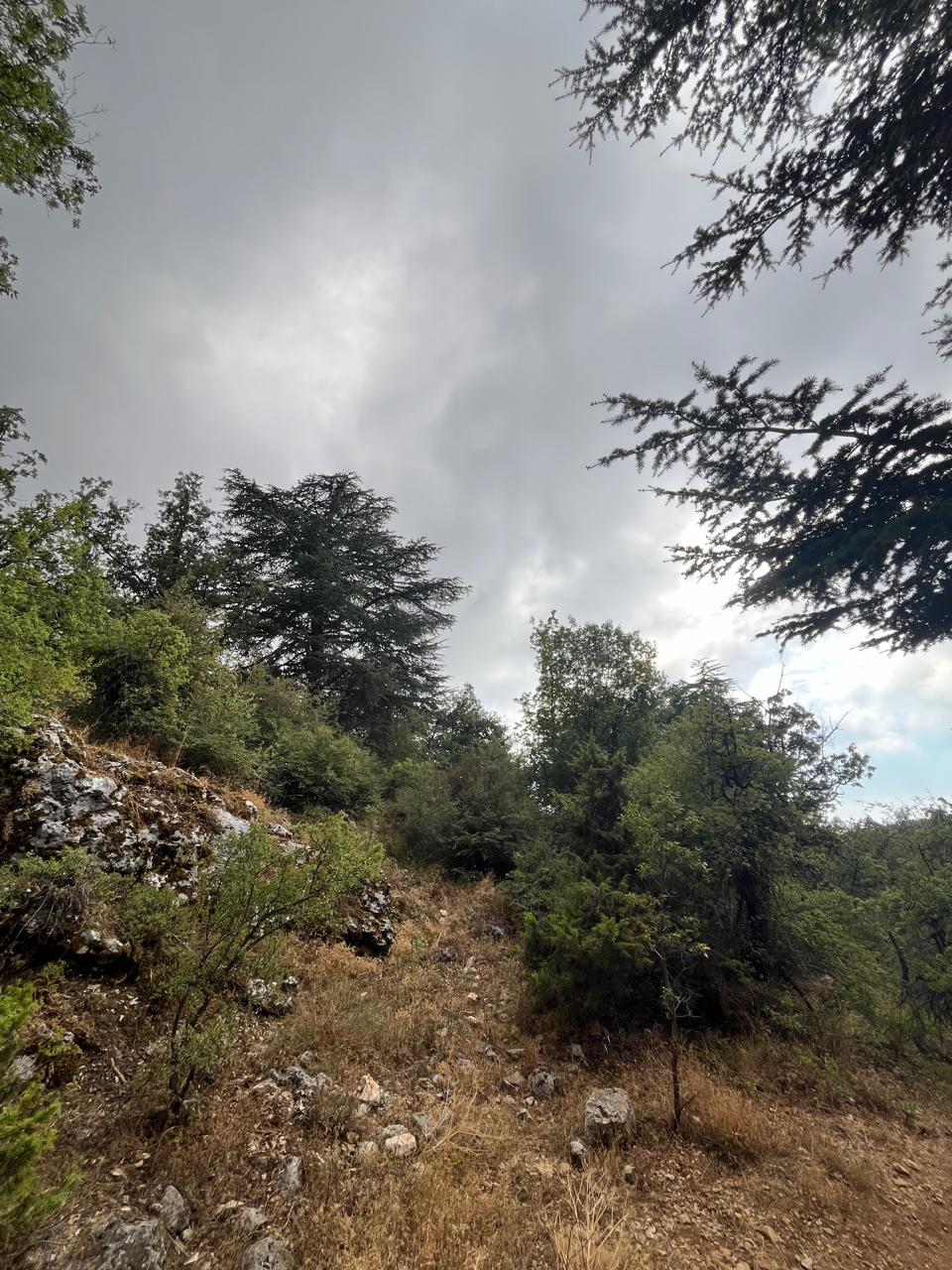 Horsh Ehden Nature Reserve