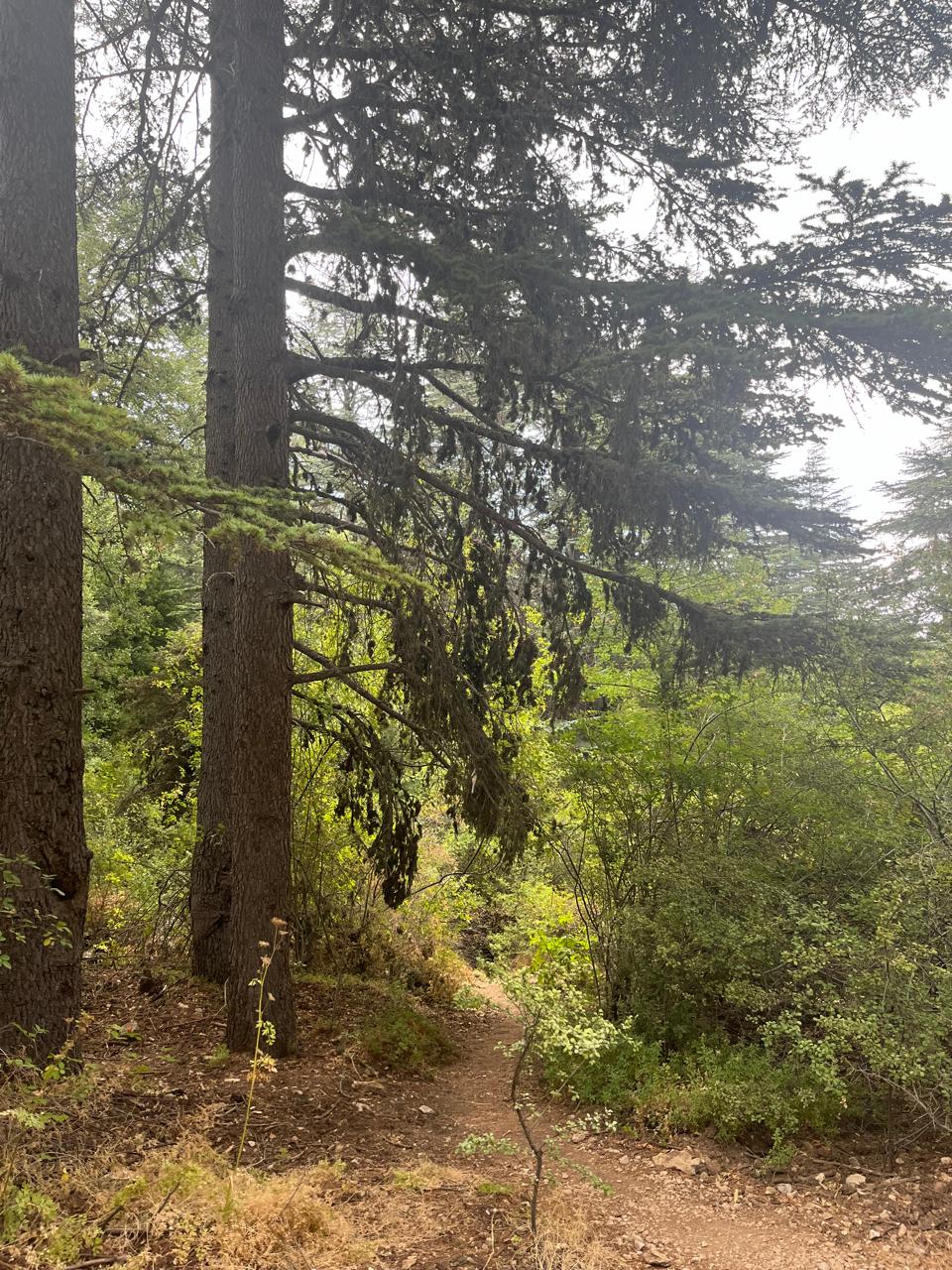 Horsh Ehden Nature Reserve