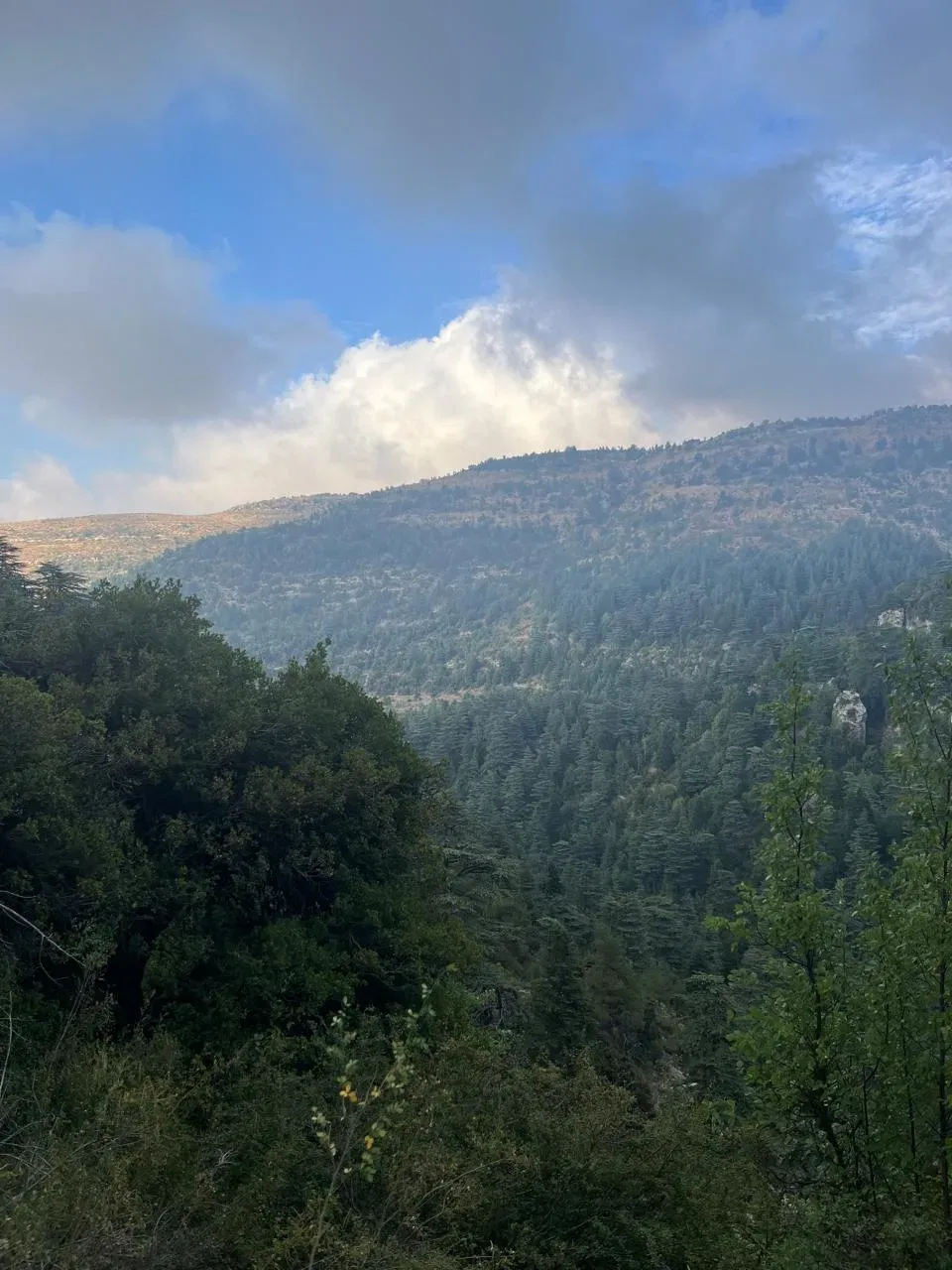 Horsh Ehden Nature Reserve