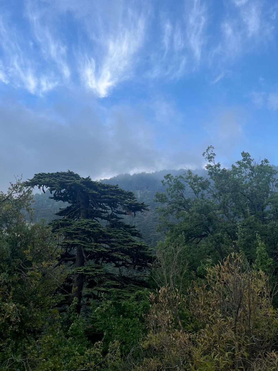 Horsh Ehden Nature Reserve