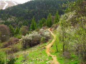 Horsh Ehden Nature Reserve