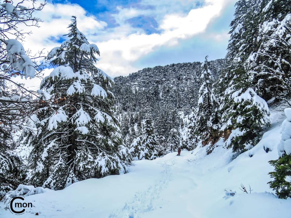 Horsh Ehden Nature Reserve