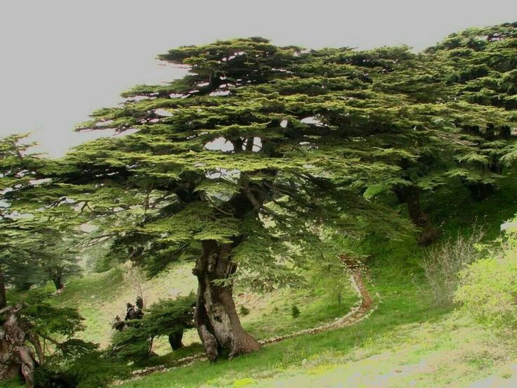 بشري