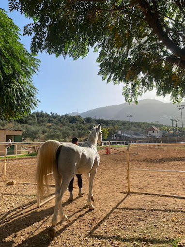 Mar Antonios Equestrian Club