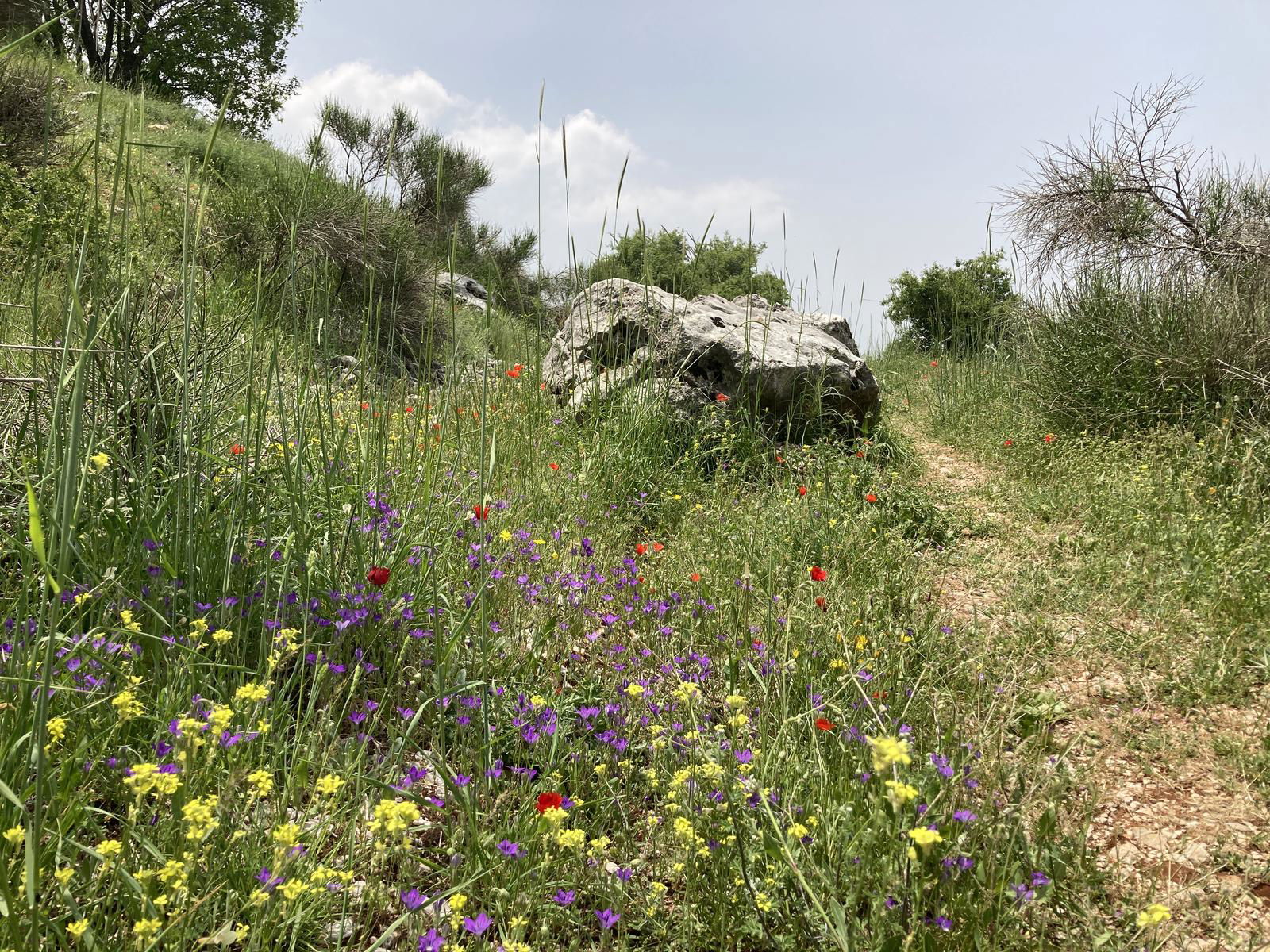 Aquafina Trail – Al Shouf Cedar Nature Reserve