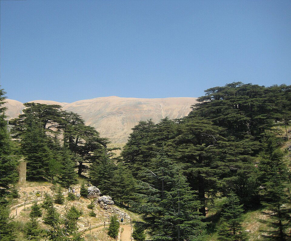 بشري