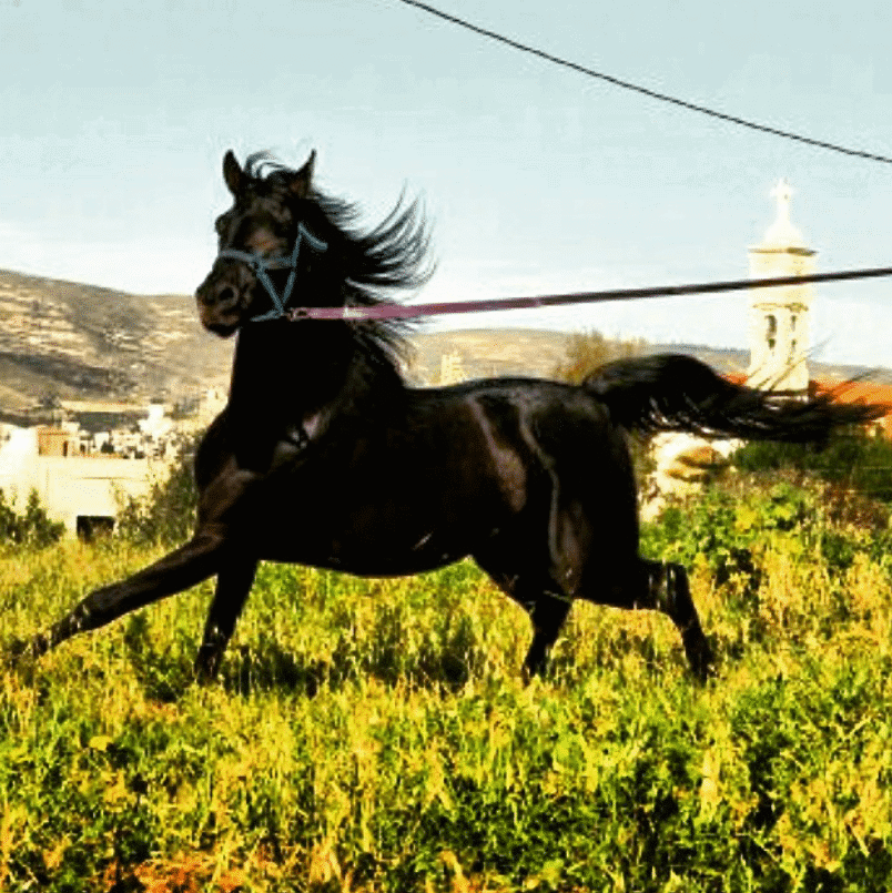 Mar Antonios Equestrian Club