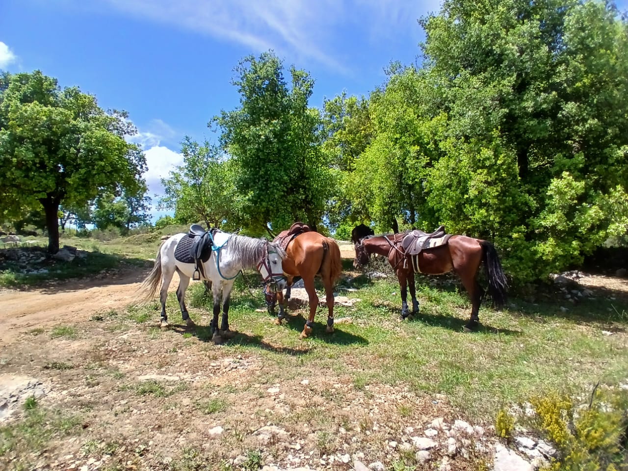 Cedars Trail Riding