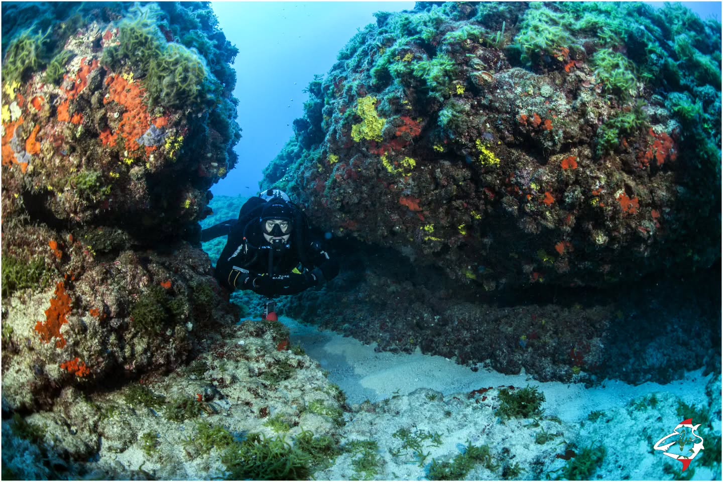 Scuba Squad