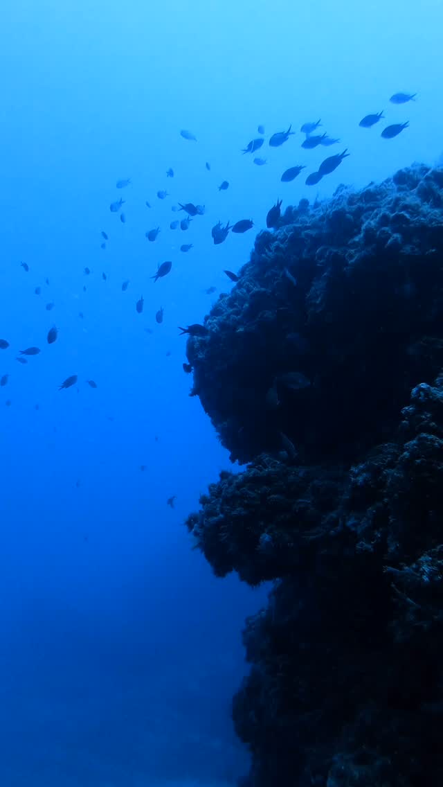 Scuba Squad