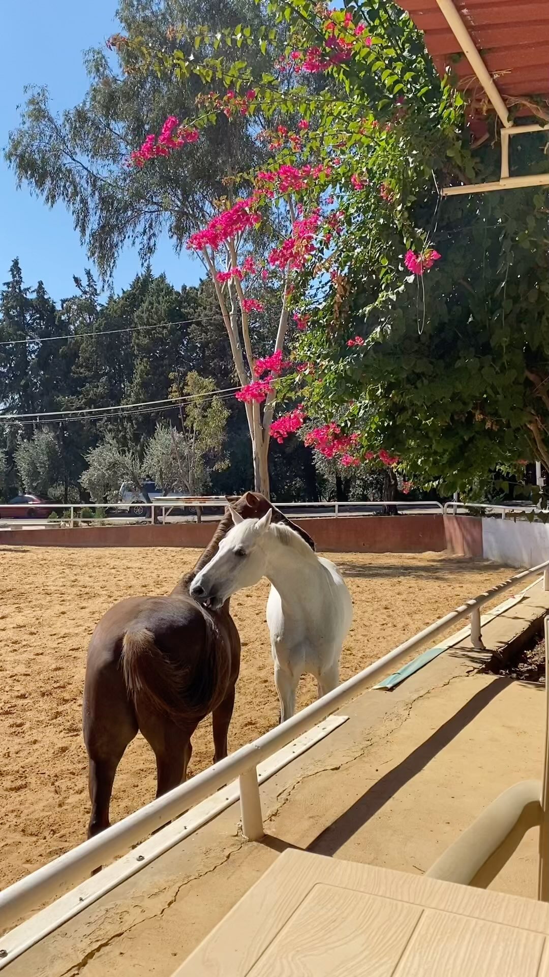 Reef Horse Club