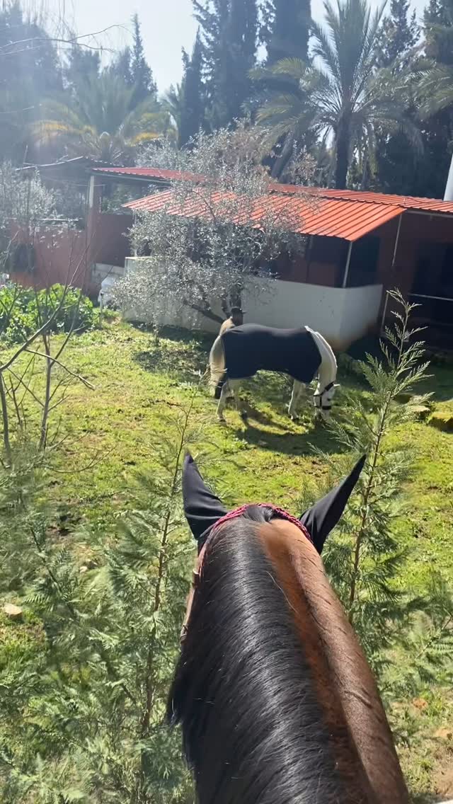 Reef Horse Club
