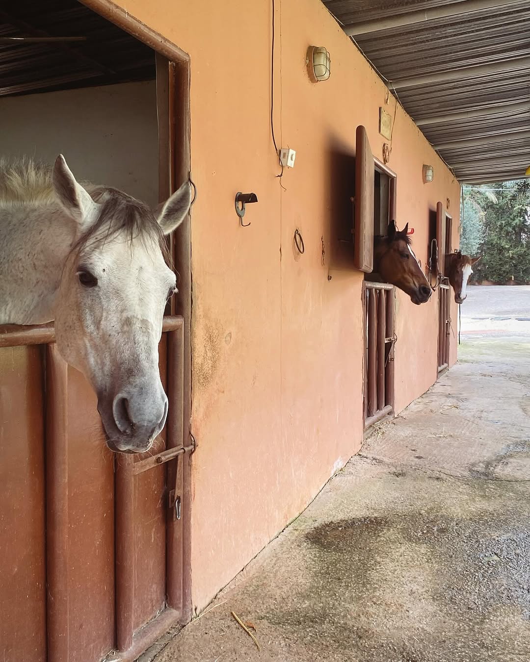 Reef Horse Club