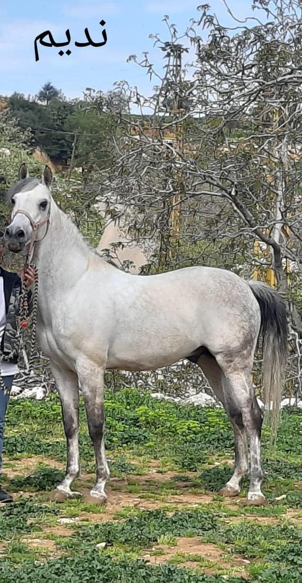 مركز فروسية شعار