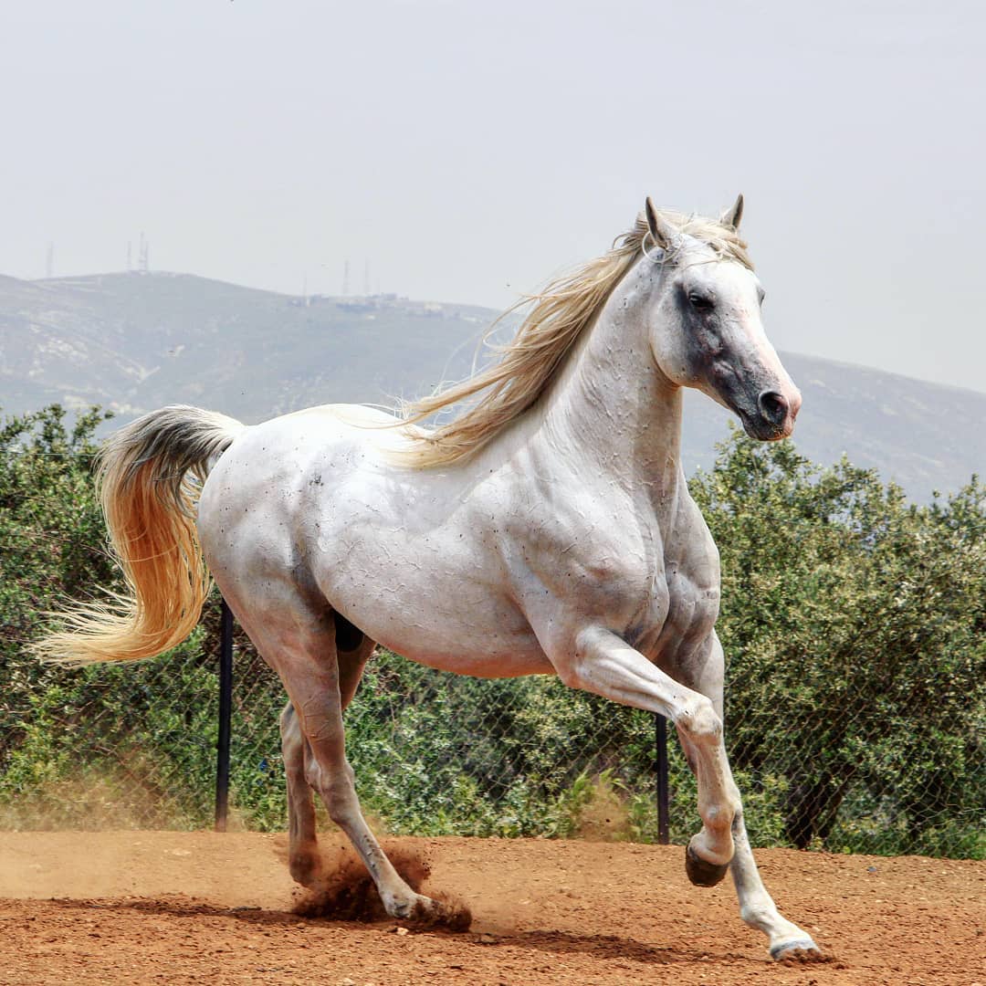 مركز فروسية شعار